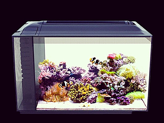 Nano Aquarium