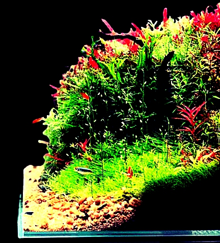 Nano Aquarium