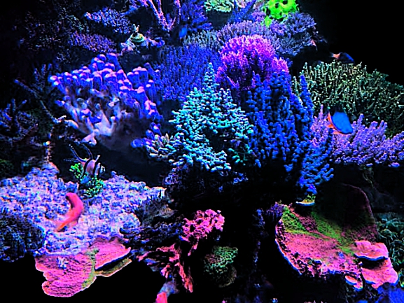 Nano Aquarium