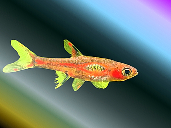 Nano Aquarium