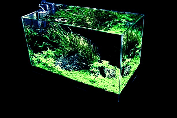 Nano Aquarium