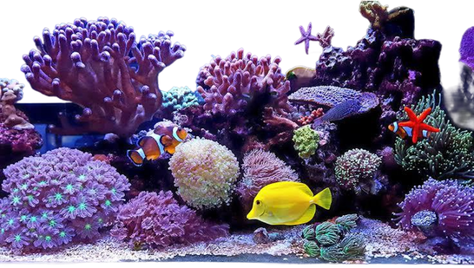 Nano Aquarium