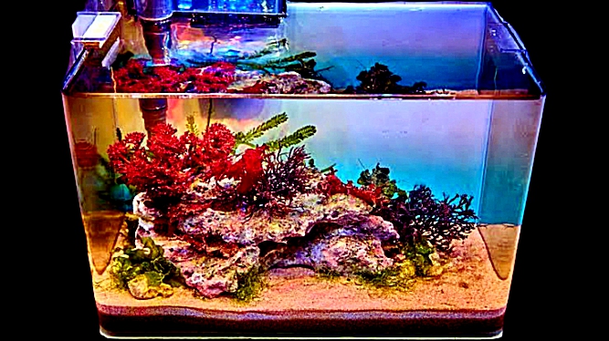 Nano Aquarium