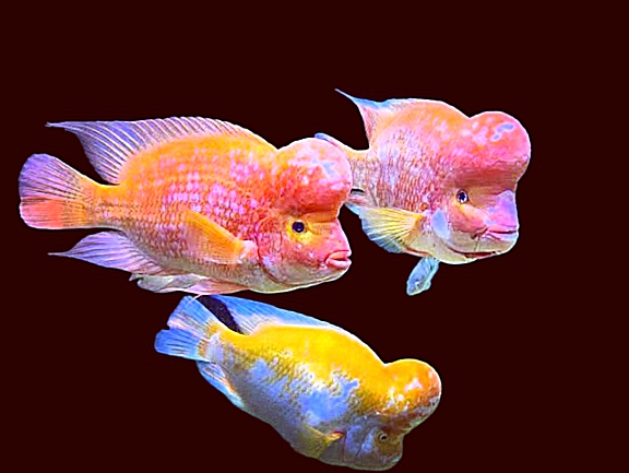 Nano Aquarium