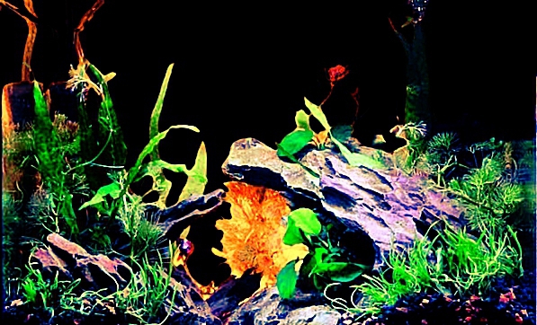 Nano Aquarium